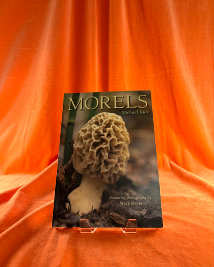 Morels by Michael Kuo